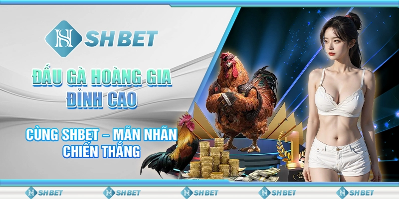 Đấu Gà Hoàng Gia Đỉnh Cao Cùng SHBET – Mãn Nhãn Chiến Thắng