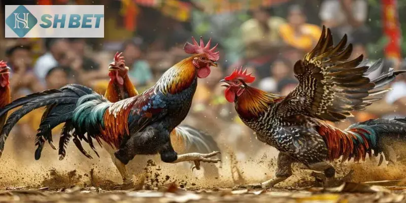 Hãy tận dụng các mẹo chơi đá gà trực tuyến hiệu quả