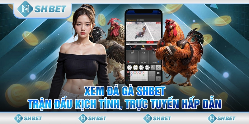 xem đá gà