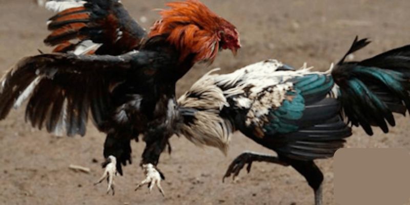 Giới thiệu về đá gà