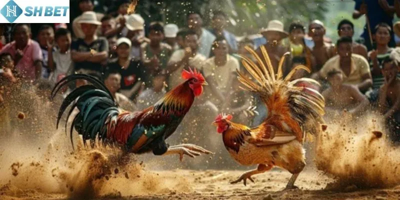 Những lợi ích khi tham gia đá gà tại SHBET