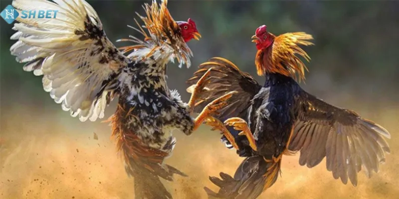 Đá gà Thomo hôm nay tại SHBET có gì hấp dẫn?