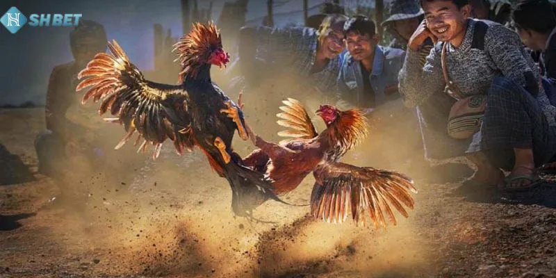 Chiến thuật phòng thủ đối với kê chiến