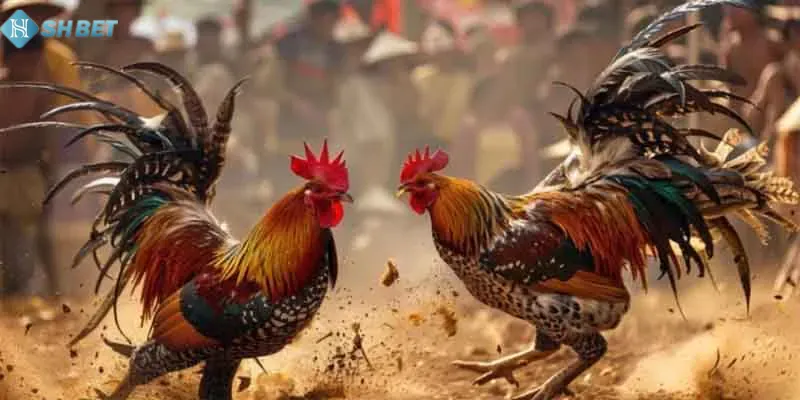 Cơ hội thắng lớn, thưởng đậm