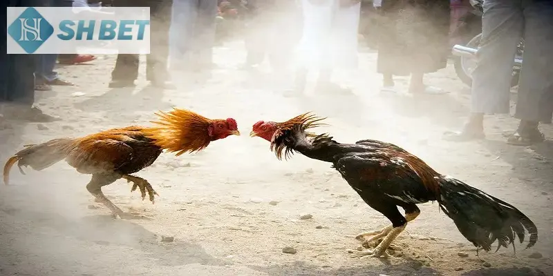 Nắm vững các chiến lược chủ chốt để thắng nhanh