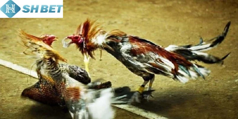 Đấu gà tỷ phú hấp dẫn hàng triệu người chơi mỗi ngày