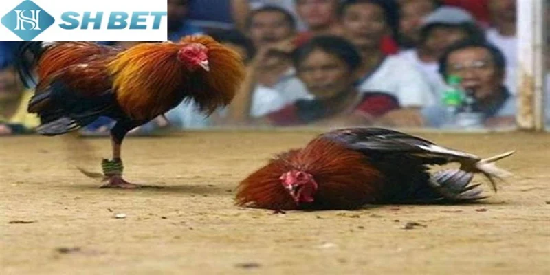 Rất nhiều điểm nổi bật của chọi gà tỷ phú hôm nay