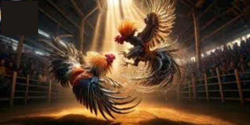 Những kinh nghiệm tham gia đá gà hiệu quả