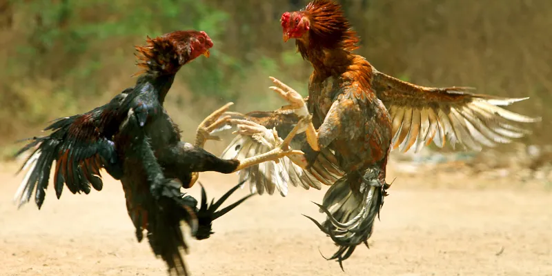 Màu mạng gà đá SHBET có những gì?