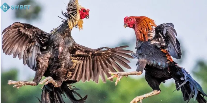 Lưu ý một số điểm độc đáo tại nhà cái
