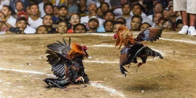 Những ưu điểm đá gà casino cho người chơi