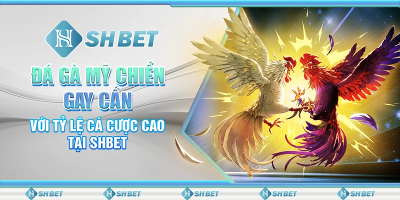 Đá Gà Mỹ Chiến Gay Cấn Với Tỷ Lệ Cá Cược Cao Tại SHBET