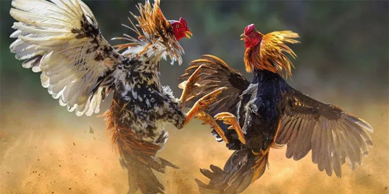 4 quy định cần nhớ trong quá trình cược đá gà