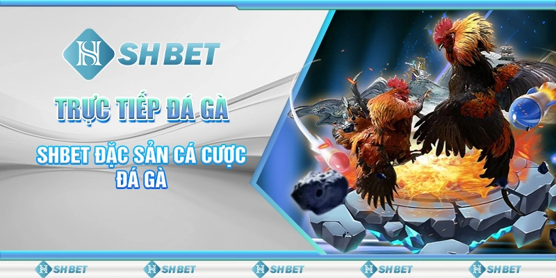 Trực Tiếp Đá Gà Mạnh – SHBET Đặc Sản Cá Cược Đá Gà