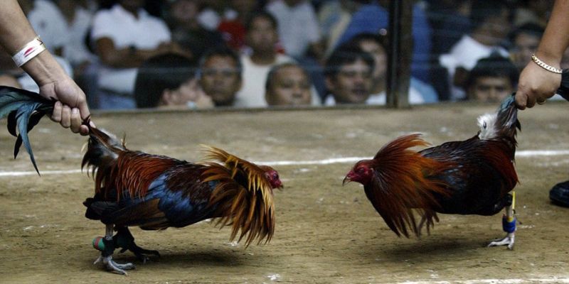 Đôi nét về loại đá gà tại nền tảng