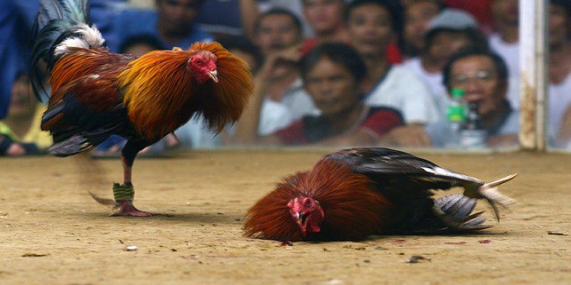 Tham khảo các mẹo để cược thắng