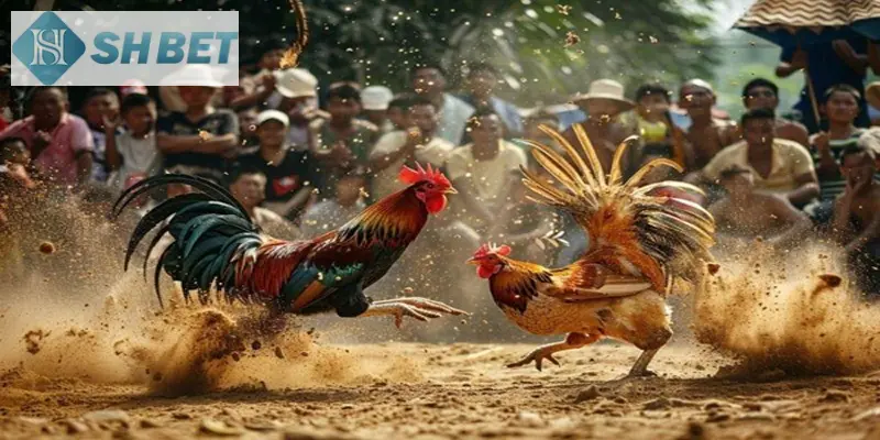 Kinh nghiệm chinh phục đá gà mỹ chiến SHbet