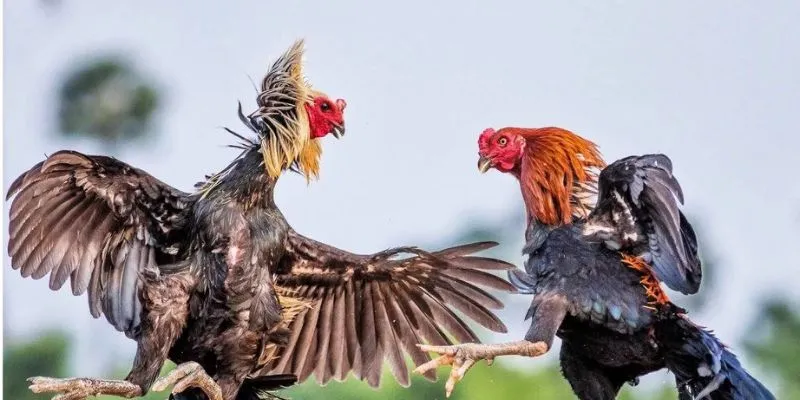 Những hình thức đá gà khác mà bạn nên trải nghiệm
