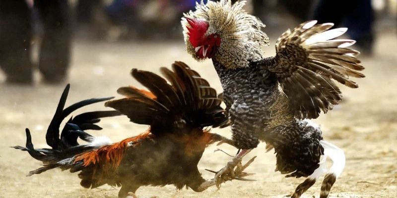 Đôi nét về trò chơi cá cược hấp dẫn