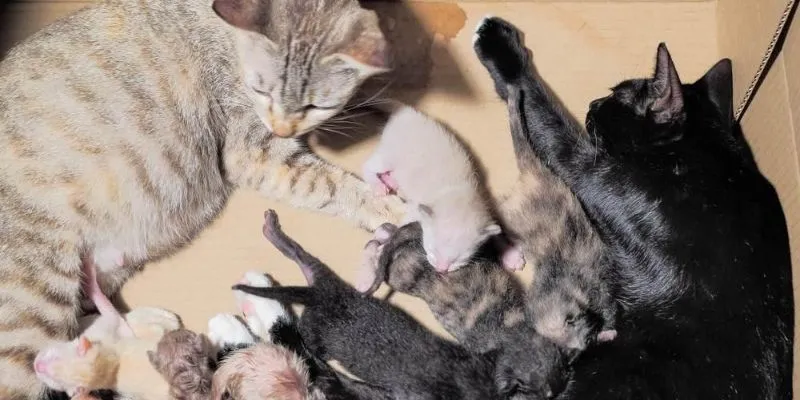 Nằm mơ thấy mèo đẻ đánh lô đề gì?
