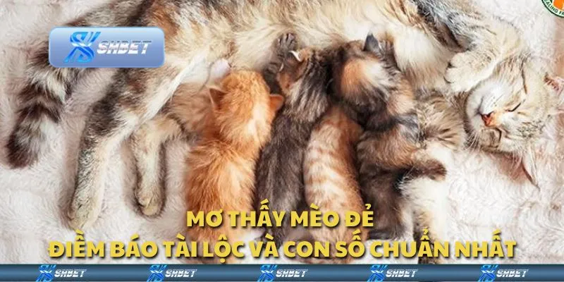 Mơ thấy mèo đẻ - Điềm báo tài lộc và con số chuẩn nhất
