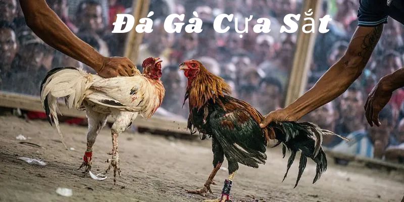 Đôi nét cơ bản về trò chơi cá cược phổ biến hiện nay
