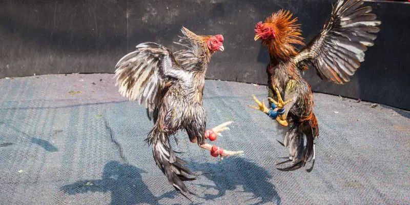 Chiến thuật cược đơn giản nhưng hiệu quả cao