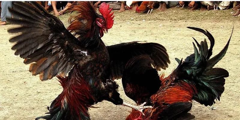 Bí quyết thành công từ các chuyên gia hàng đầu