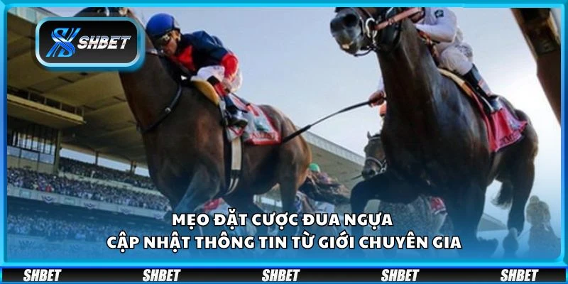 Mẹo đặt cược đua ngựa - Cập nhật thông tin từ giới chuyên gia