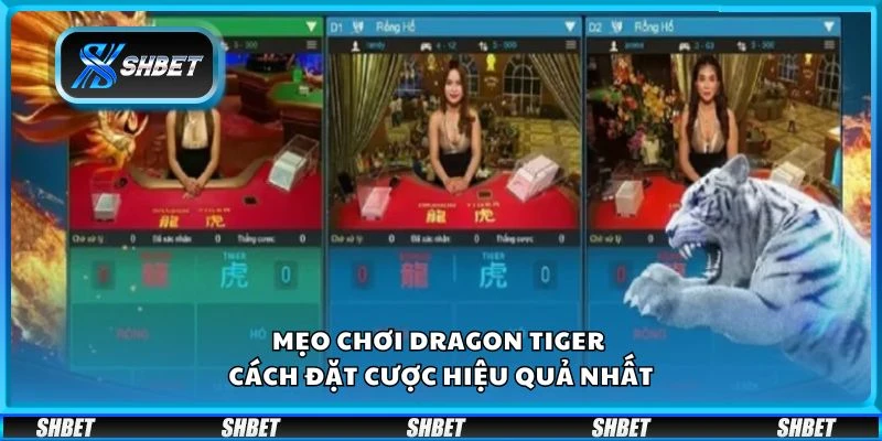 Mẹo chơi Dragon Tiger - Cách đặt cược hiệu quả nhất